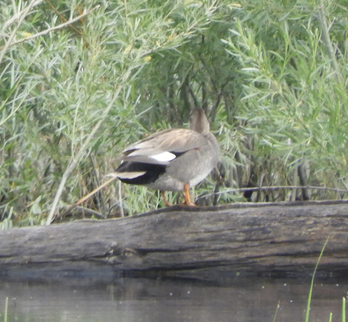 Gadwall - Peter Olsoy