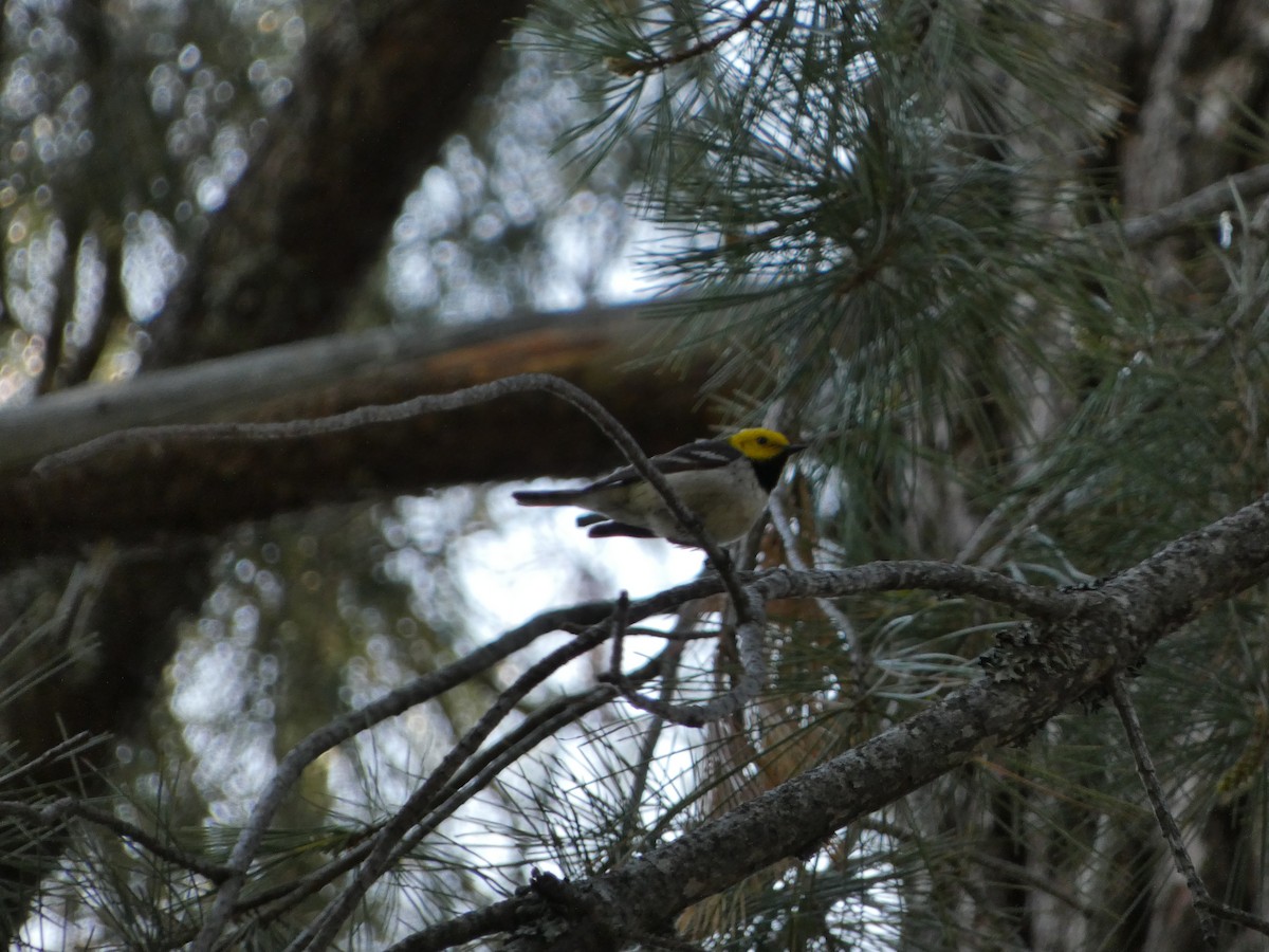 Hermit Warbler - ML583387571