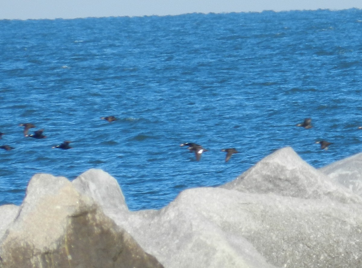 White-winged Scoter - ML583387781