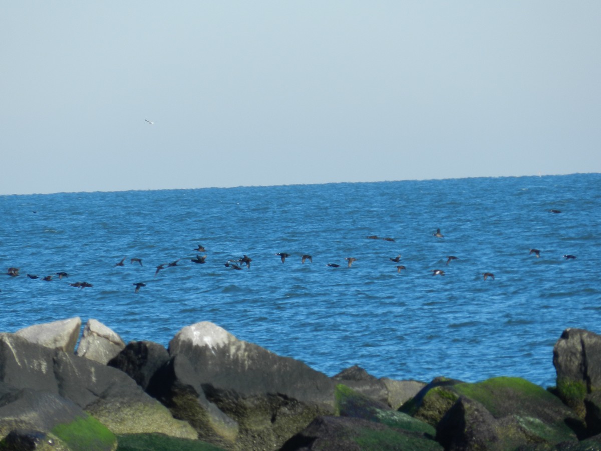 White-winged Scoter - ML583387791