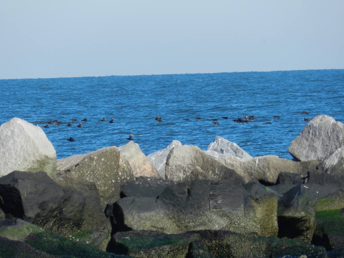 White-winged Scoter - ML583387811