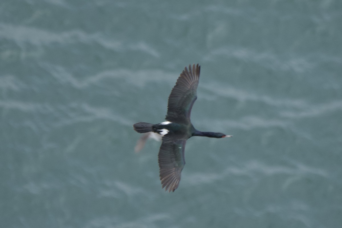 Pelagic Cormorant - Zhaokuan Hao