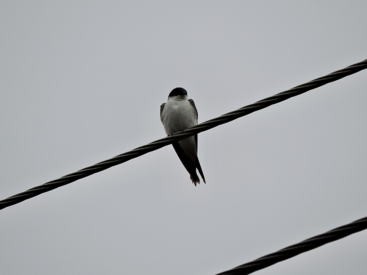 Golondrina de las Bahamas - ML583387831