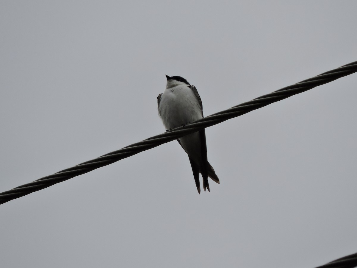 Golondrina de las Bahamas - ML583387841