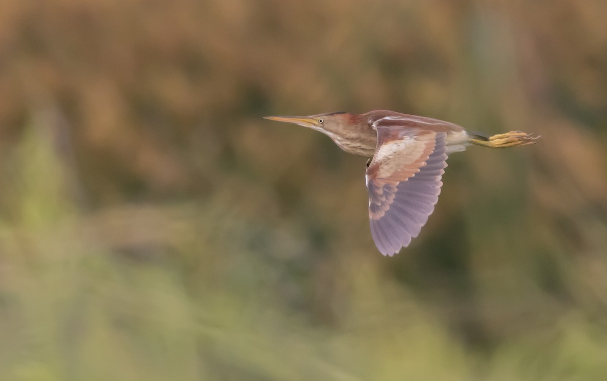 Least Bittern - ML583387891