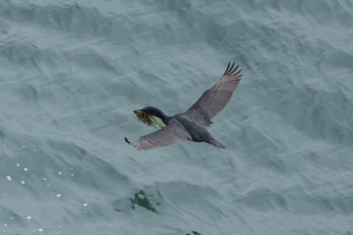 Brandt's Cormorant - Zhaokuan Hao