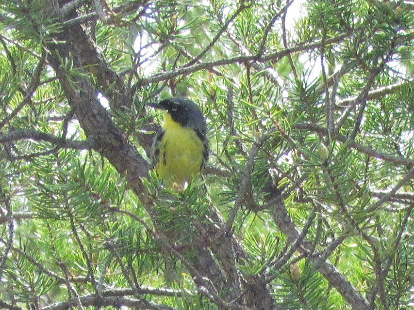 Kirtland's Warbler - Ken Poerner