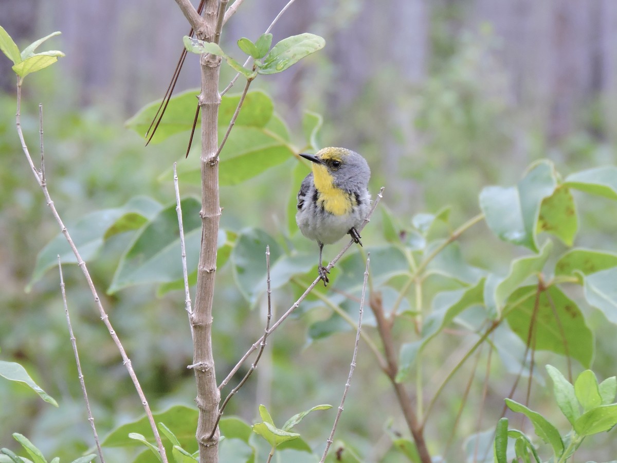 Olive-capped Warbler - ML583388831