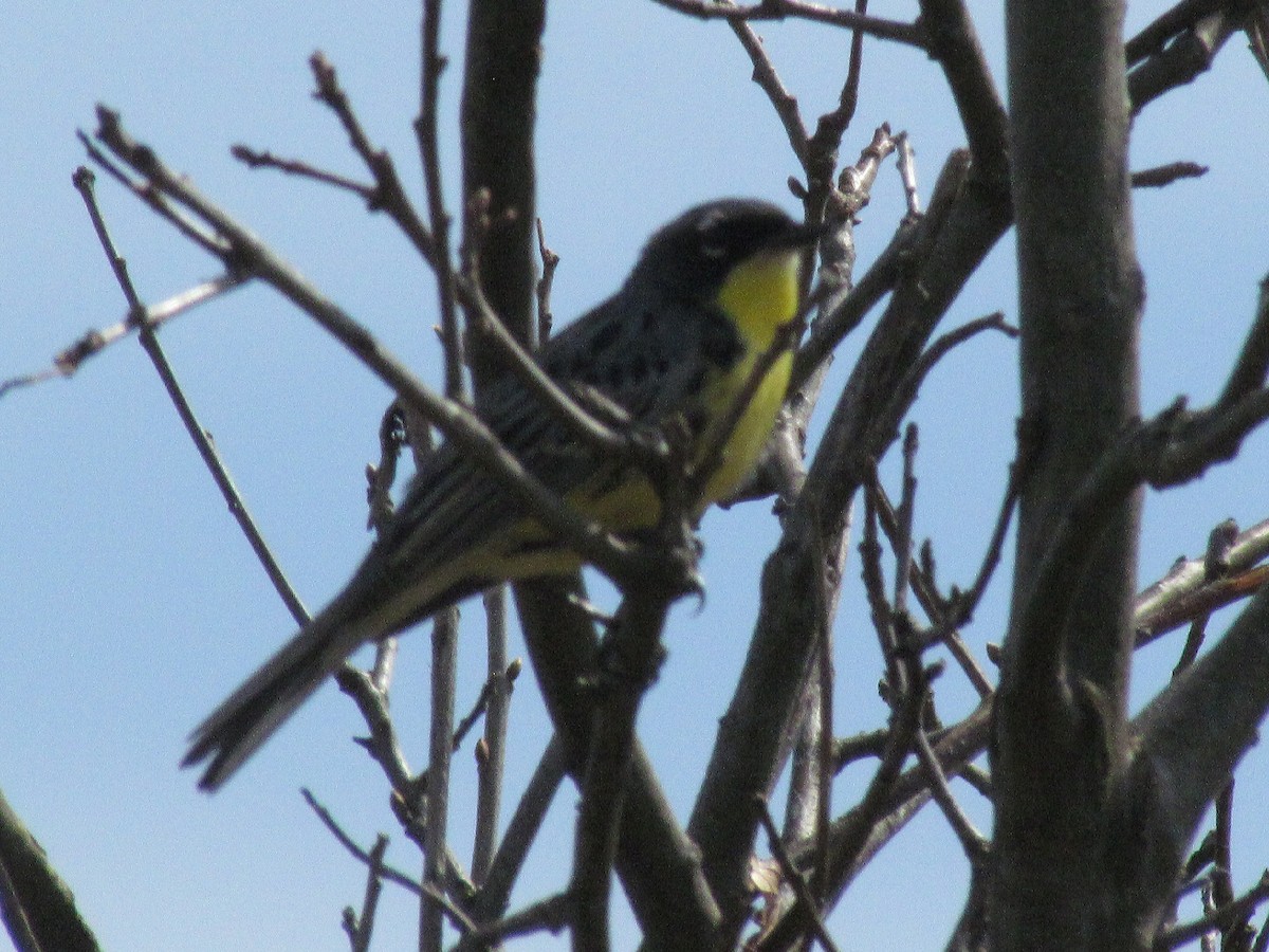 Kirtland's Warbler - ML58338921