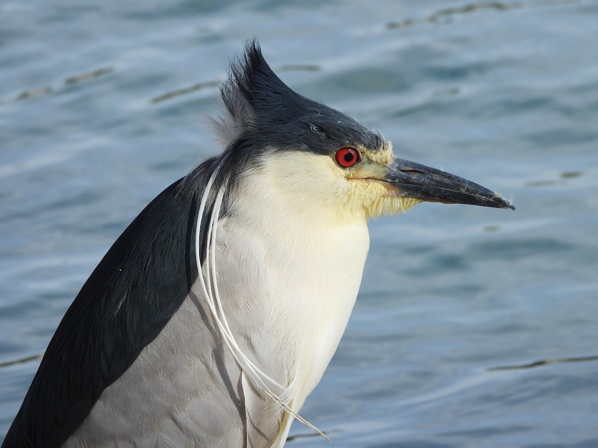 Black-crowned Night Heron - Joshua Mitchell