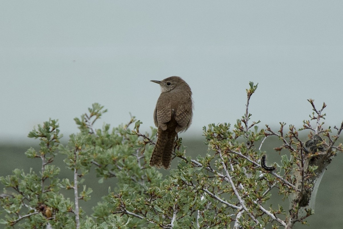 House Wren (Northern) - Zhaokuan Hao