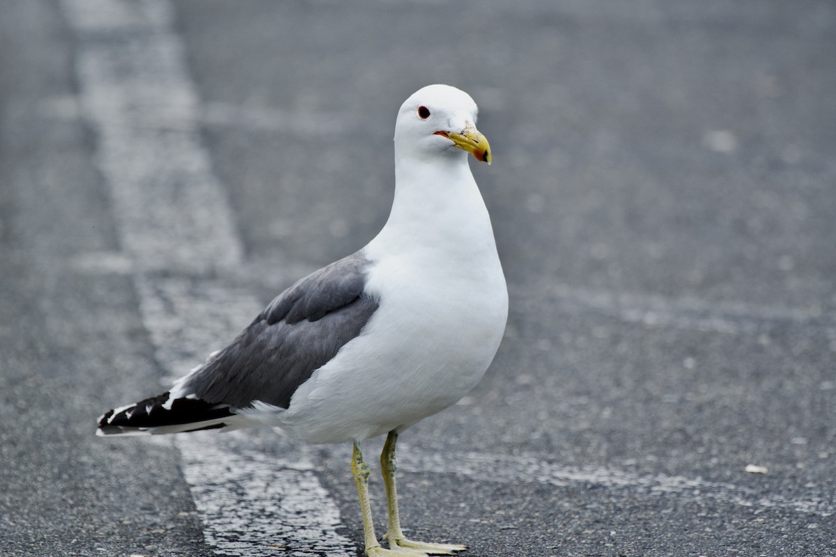 California Gull - Zhaokuan Hao