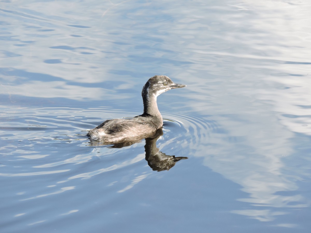 Least Grebe - ML583389881