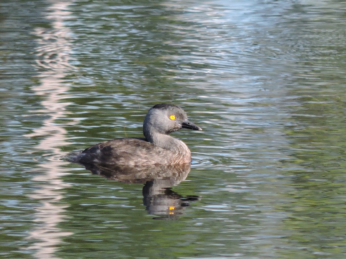 Least Grebe - ML583389891