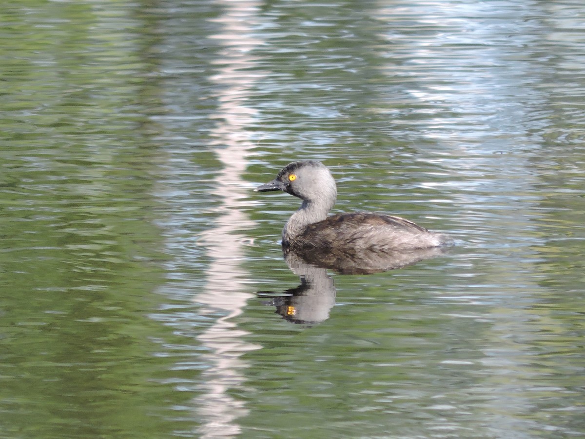 Least Grebe - John Patten Moss