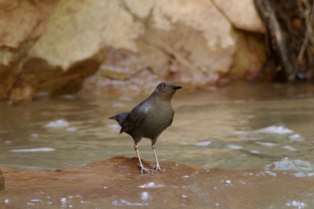 American Dipper - Zhaokuan Hao