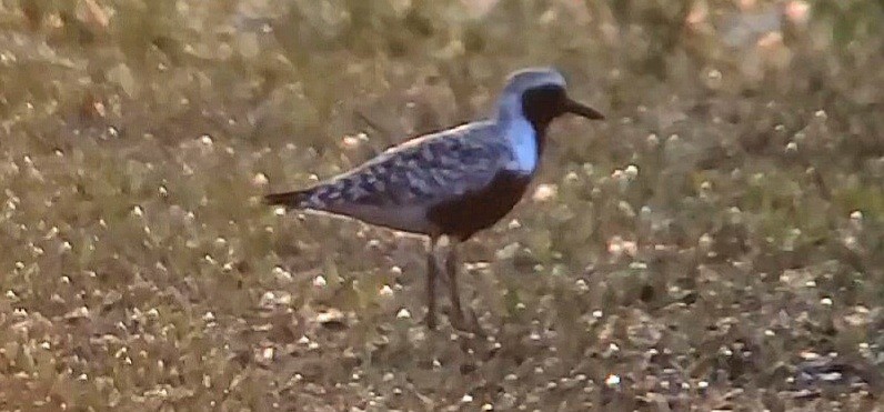 Black-bellied Plover - ML583391181