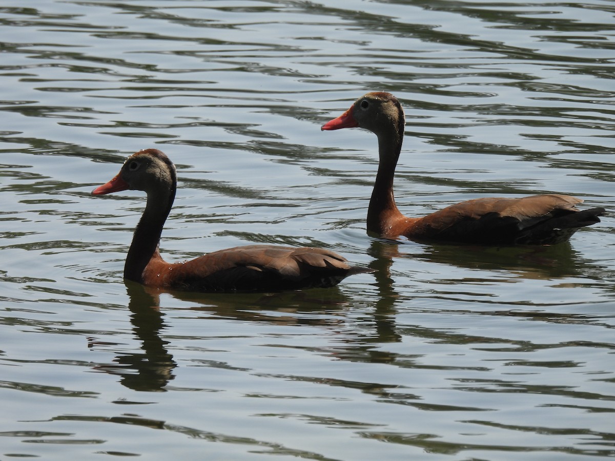 Black-bellied Whistling-Duck - ML583391201