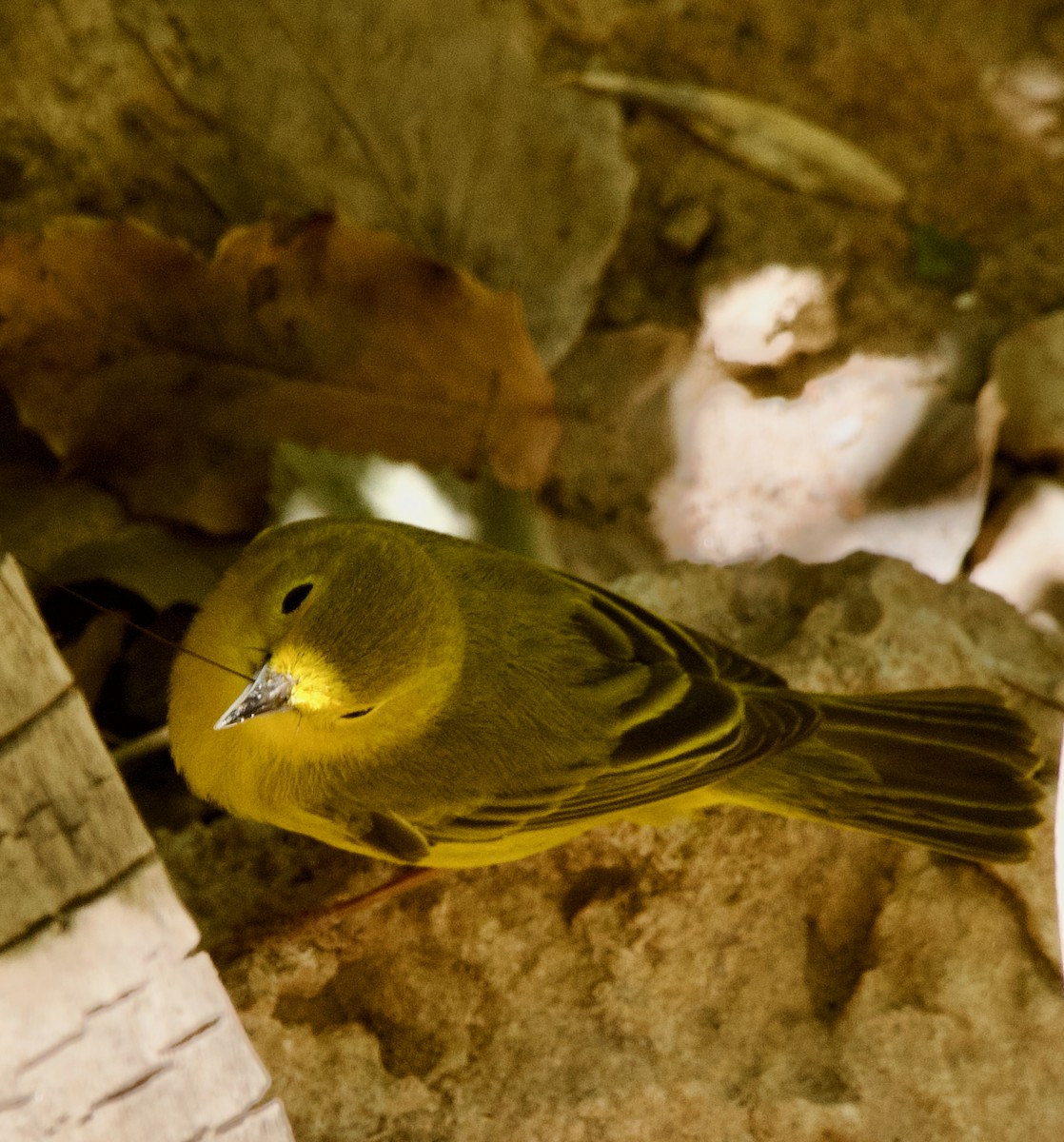 Yellow Warbler (Northern) - Zhaokuan Hao