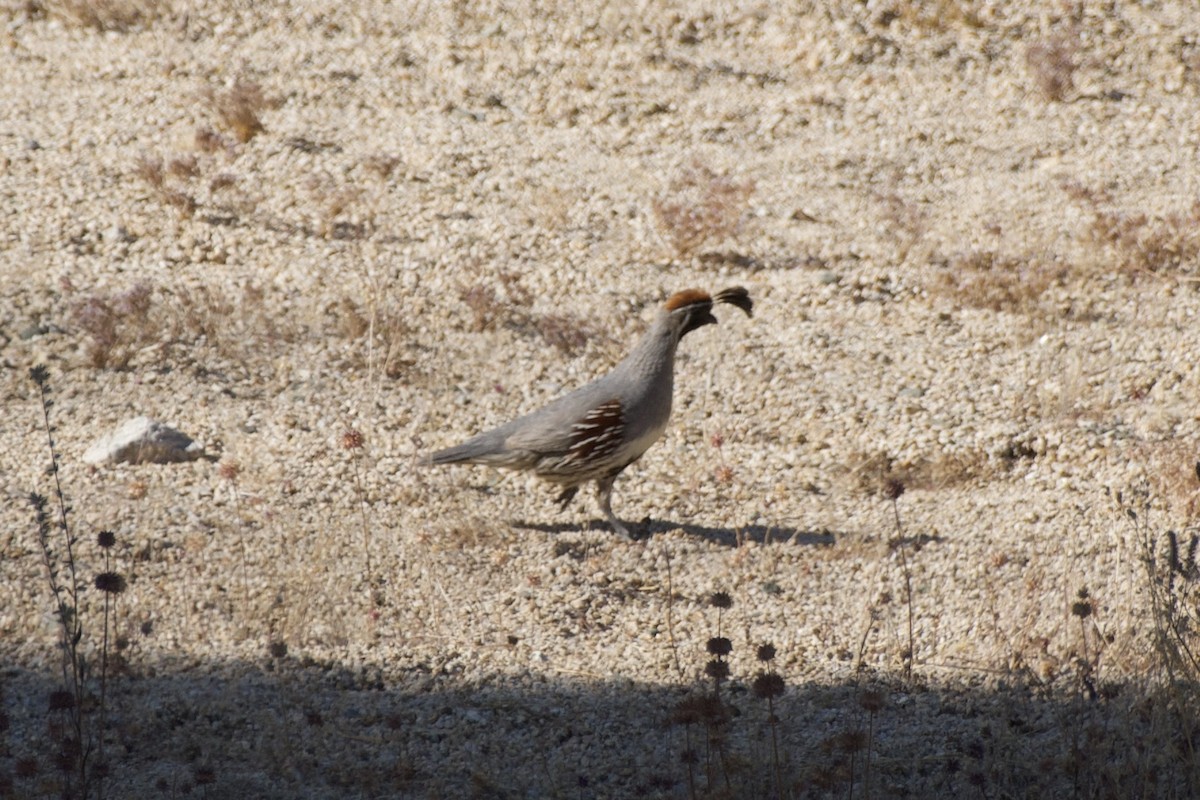 Gambel's Quail - Zhaokuan Hao