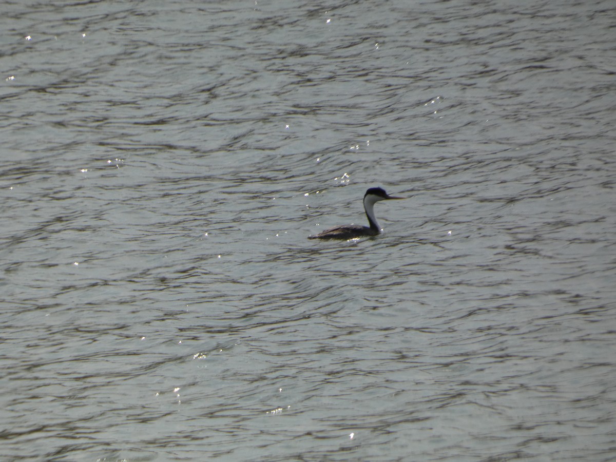 Western Grebe - ML583392551