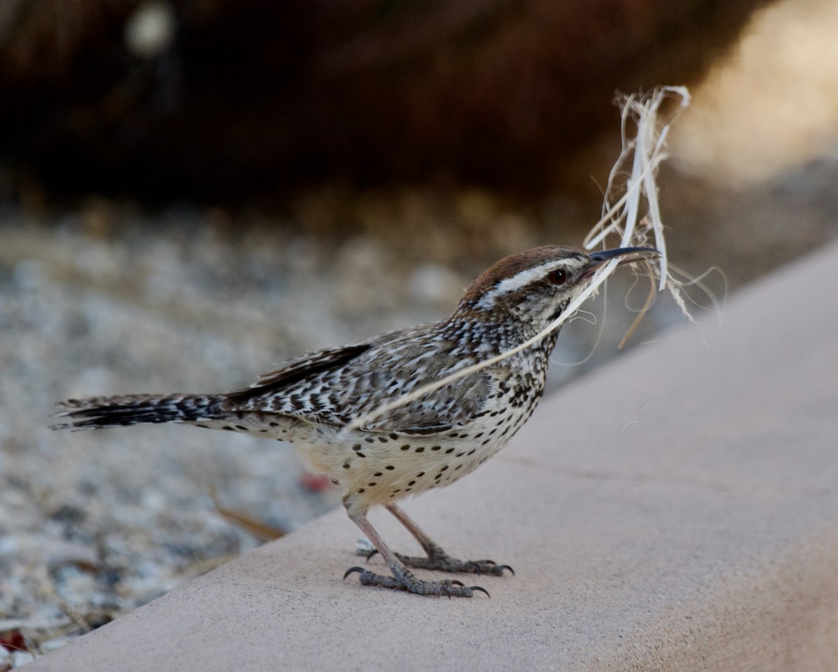 Cactus Wren - Zhaokuan Hao