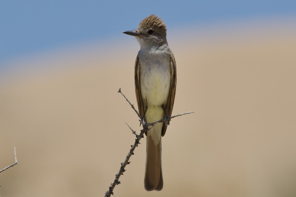 Ash-throated Flycatcher - Zhaokuan Hao