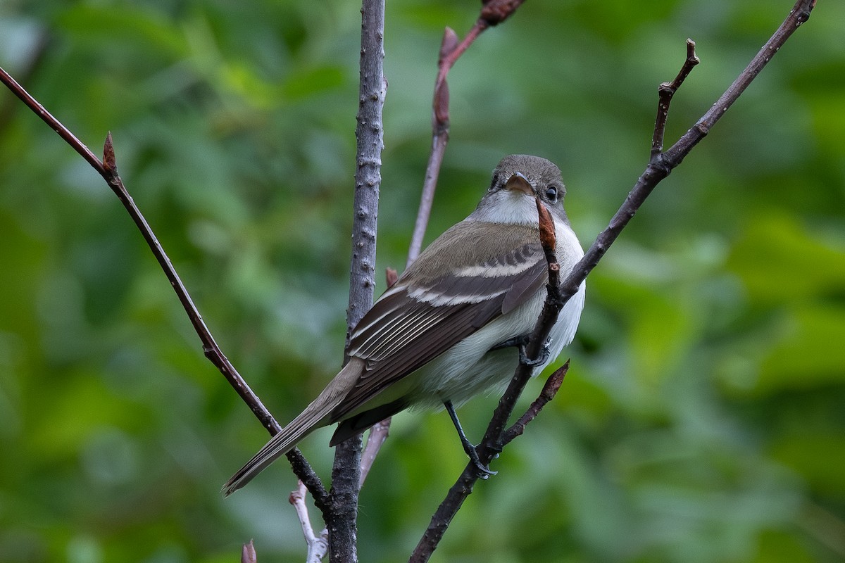 Alder Flycatcher - Betsy Fischer