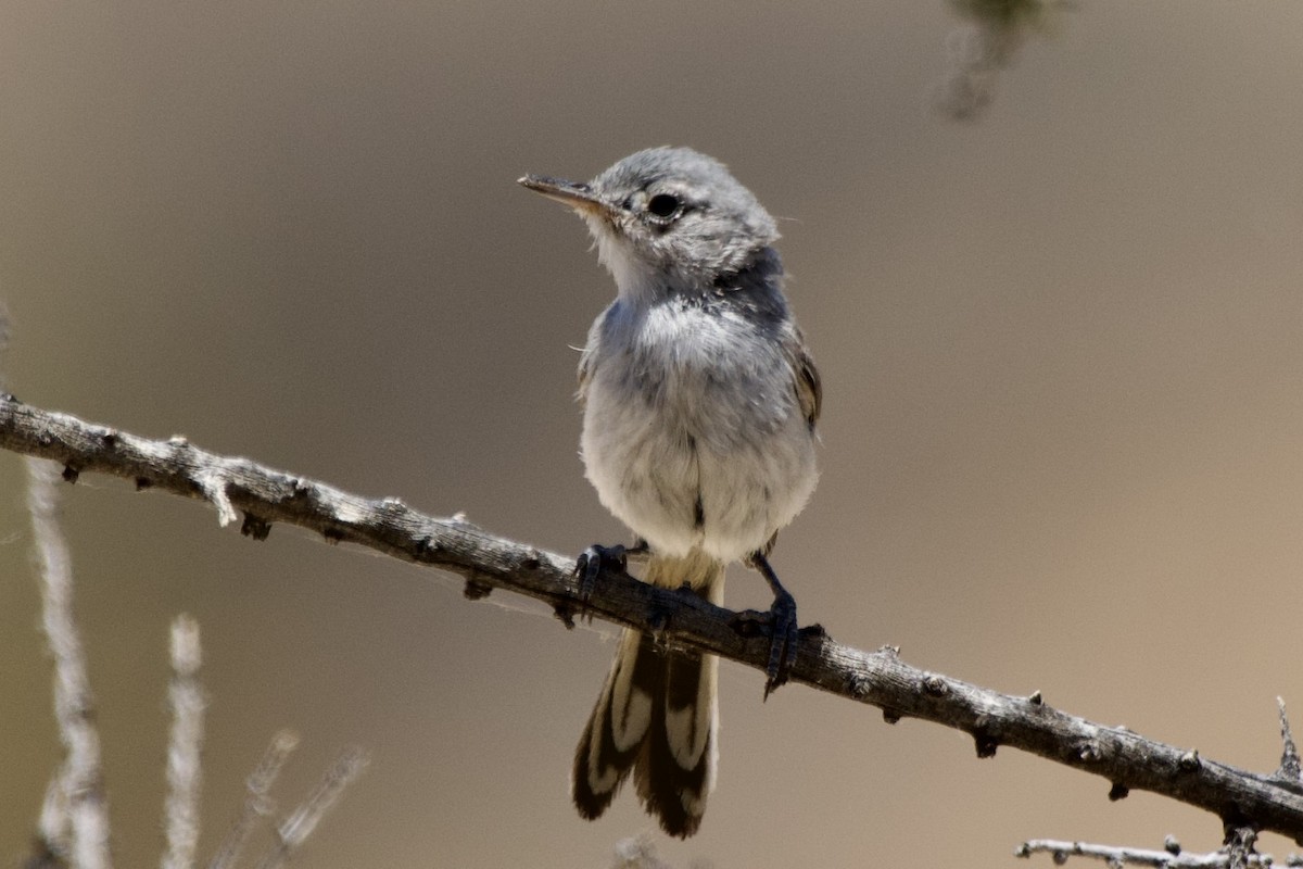 Black-tailed Gnatcatcher - ML583393581