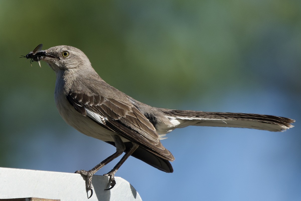 Northern Mockingbird - Zhaokuan Hao