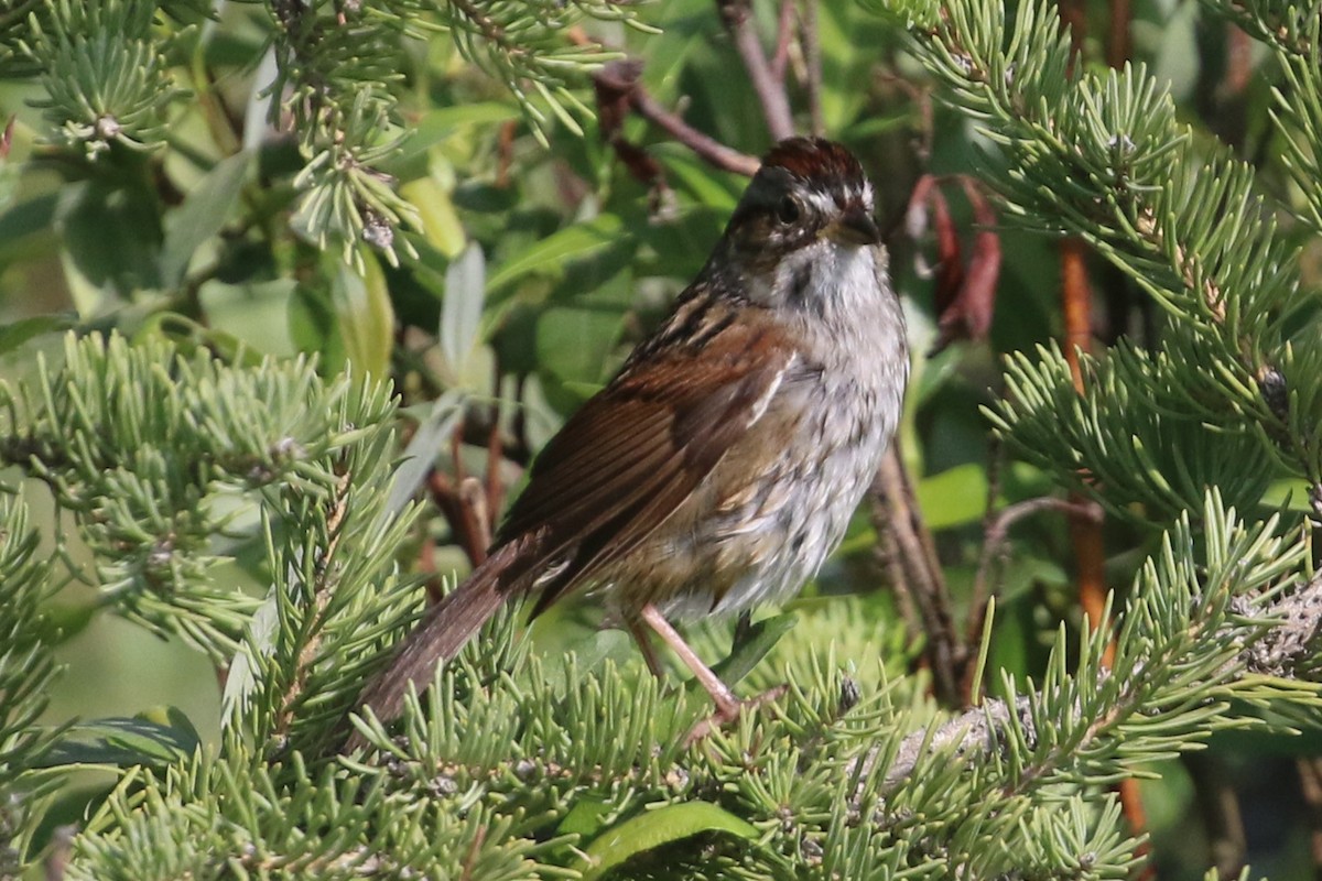 Swamp Sparrow - ML583393711