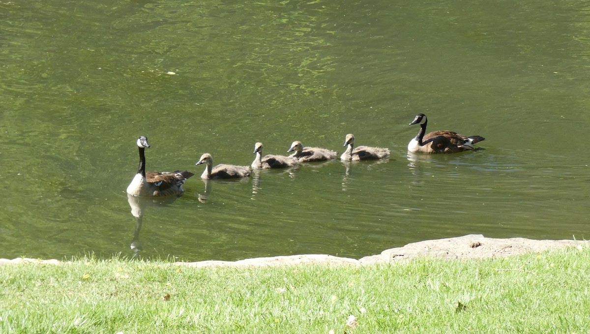 Canada Goose - ML583393851