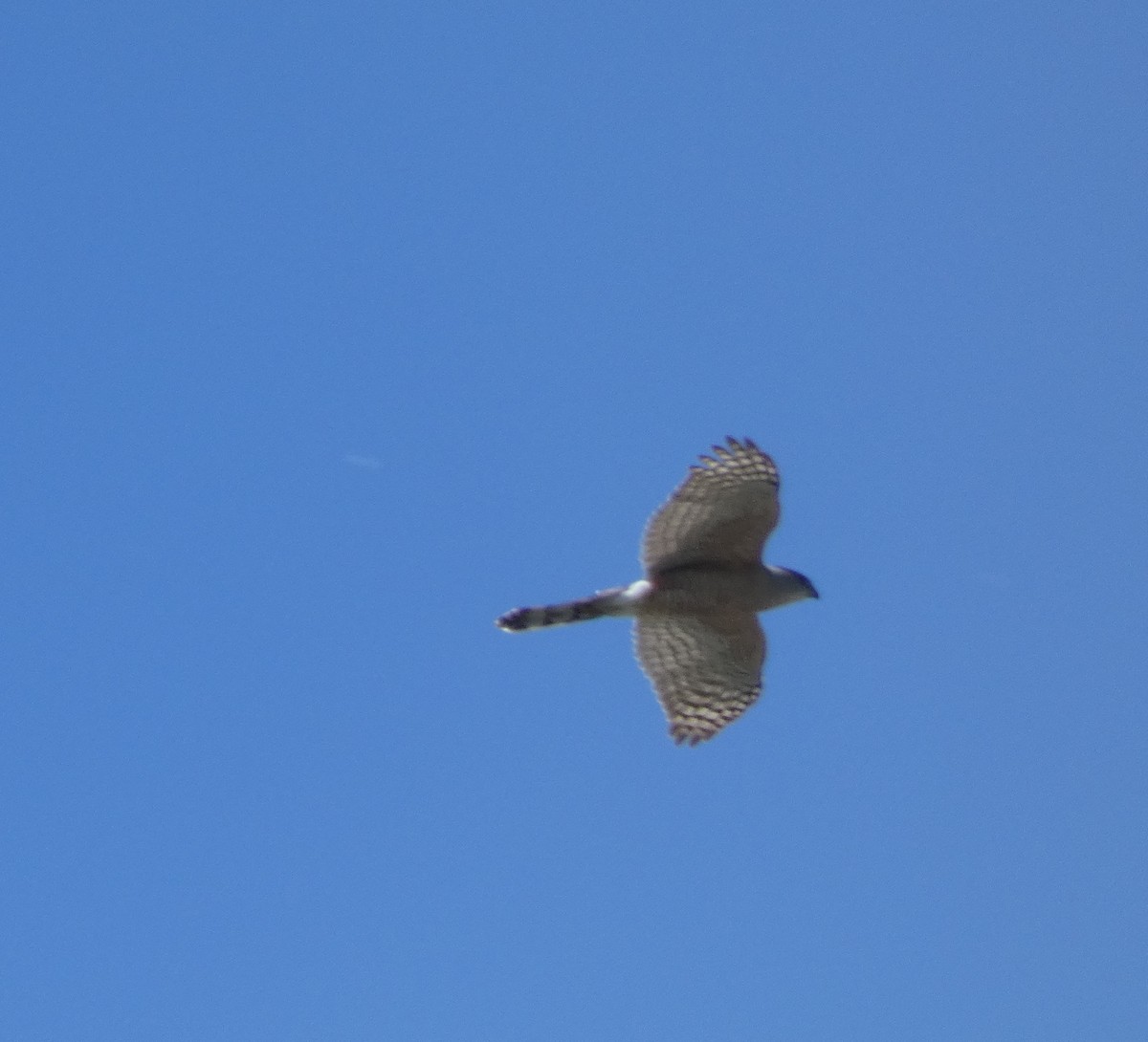 Cooper's Hawk - Gerald "Jerry" Baines