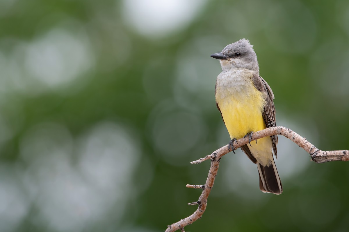 Western Kingbird - ML583394051