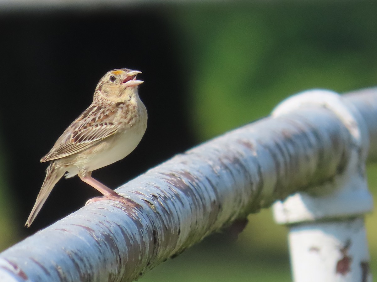 Grasshopper Sparrow - Carrie Bell