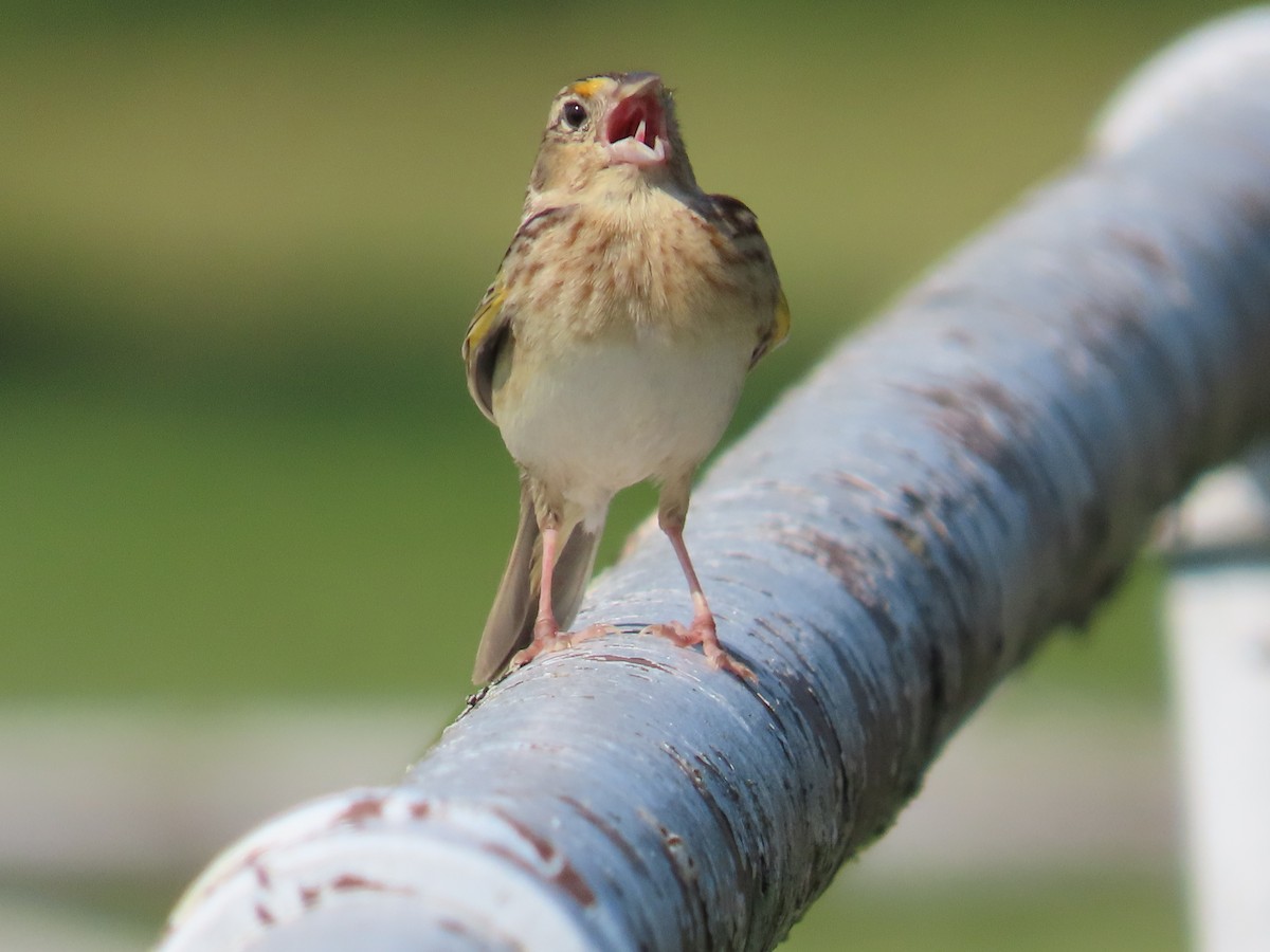 Grasshopper Sparrow - Carrie Bell