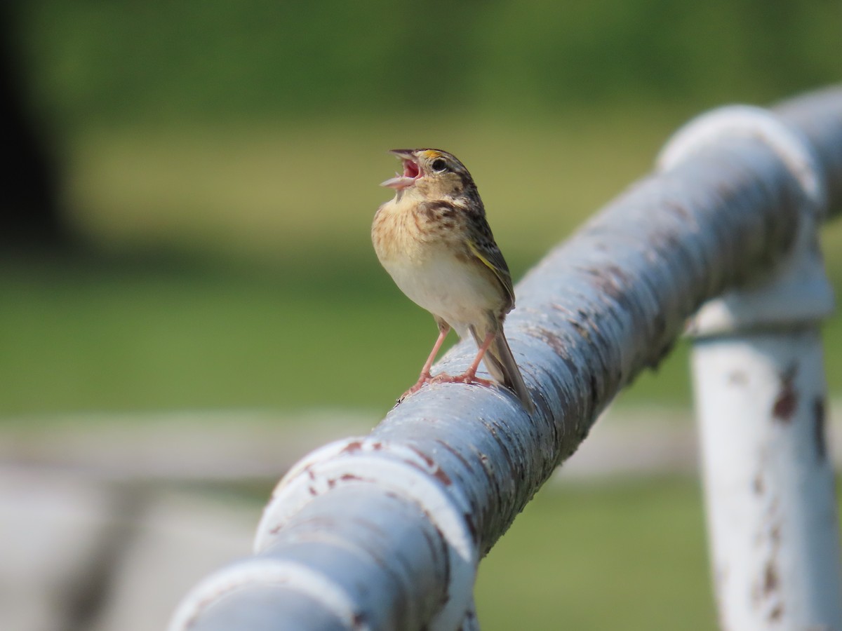 Grasshopper Sparrow - Carrie Bell