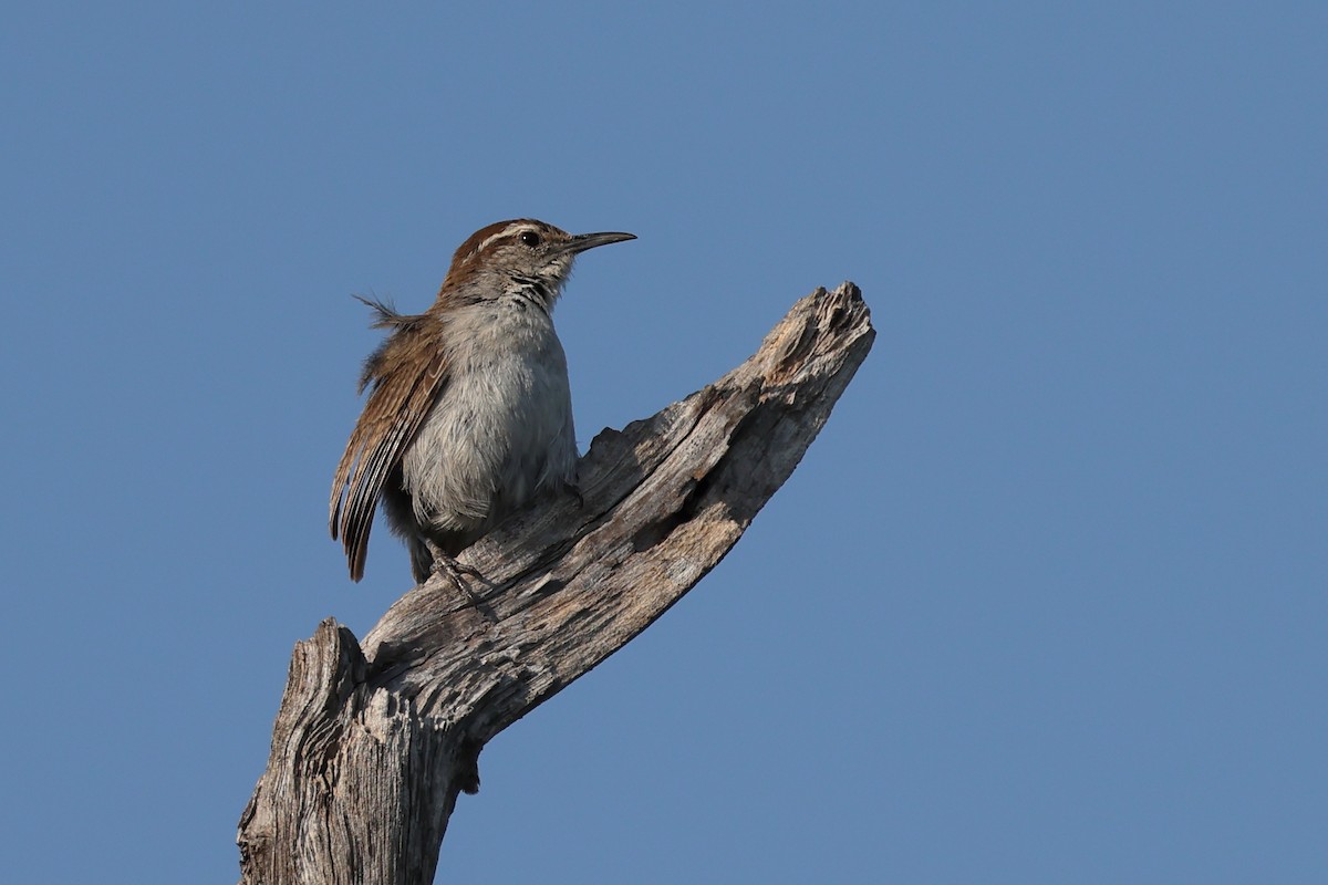 Bewick's Wren - Fernanda Araujo