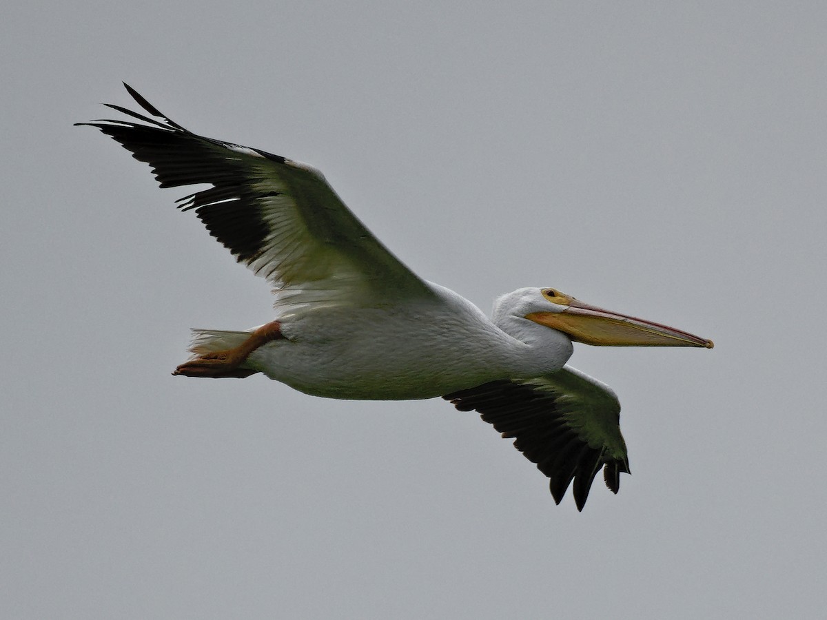 American White Pelican - Brett Bickel