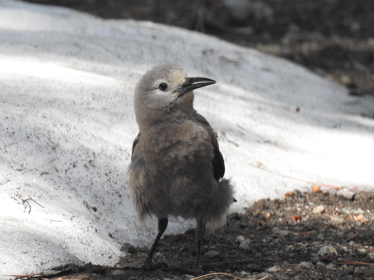 Clark's Nutcracker - ML583397751