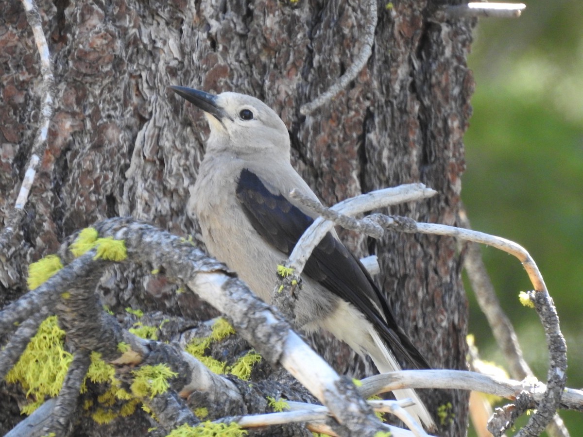 Clark's Nutcracker - ML583397791