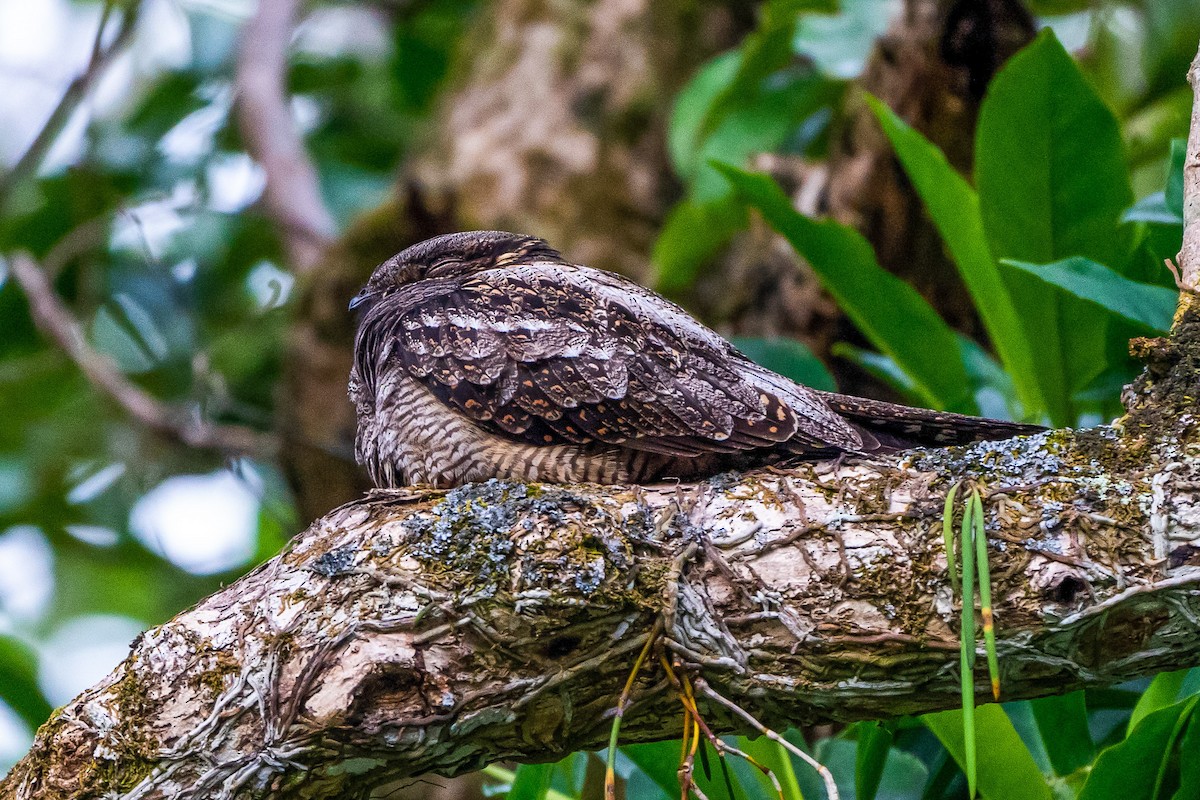 White-throated Nightjar - ML583399861