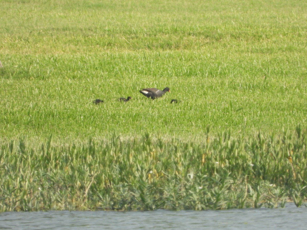 Gallinule d'Amérique - ML583399901