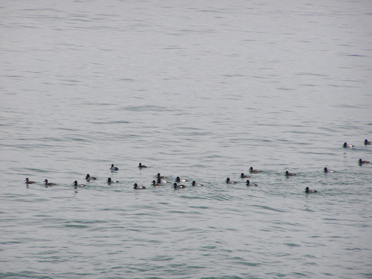 Greater Scaup - ML583400331