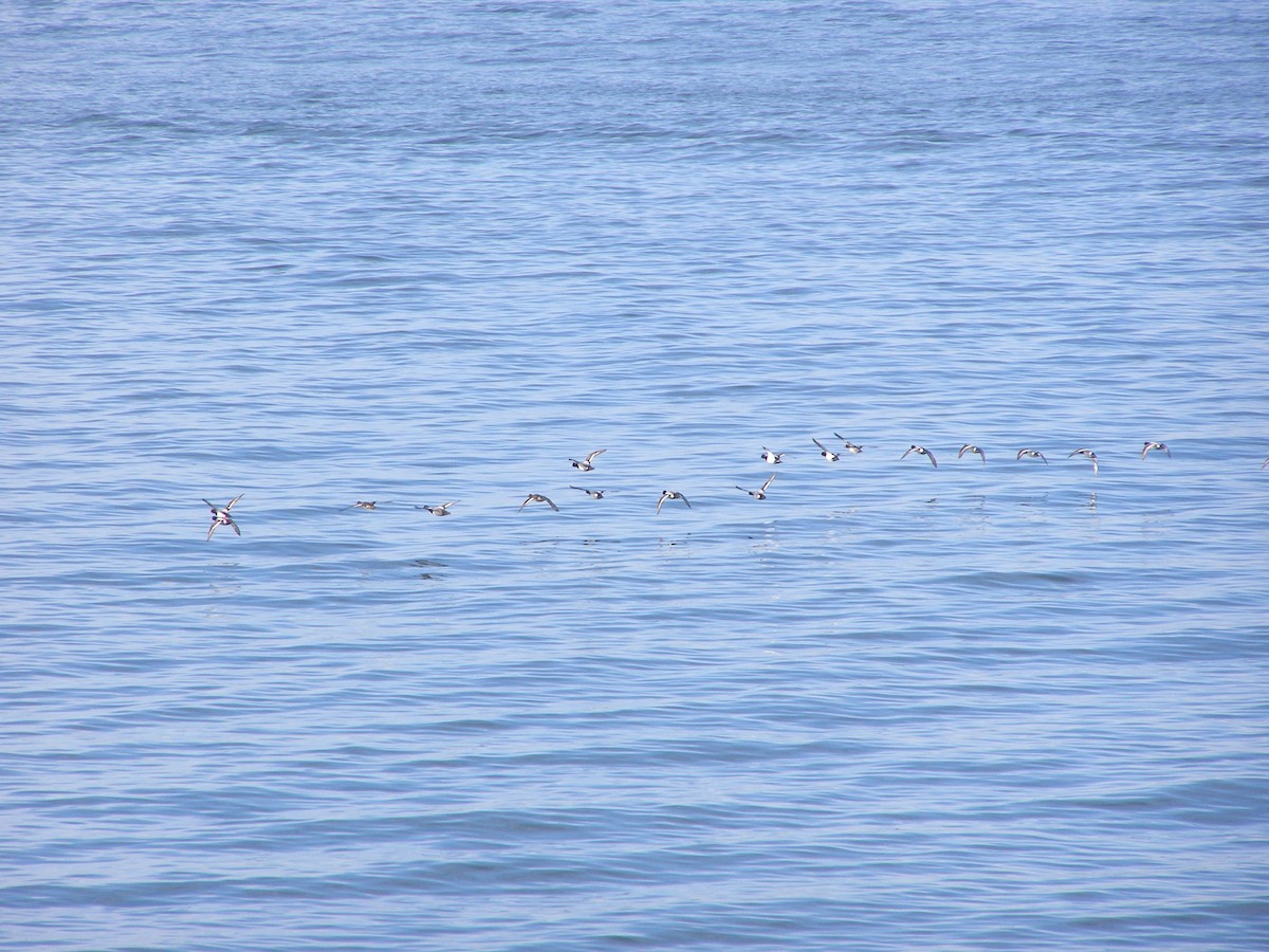 Greater Scaup - ML583400341