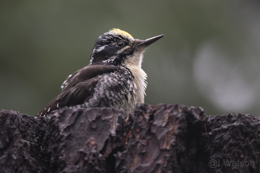 American Three-toed Woodpecker - ML583400571