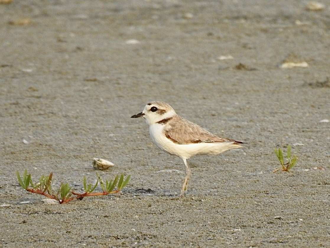 kulík západní - ML583400881