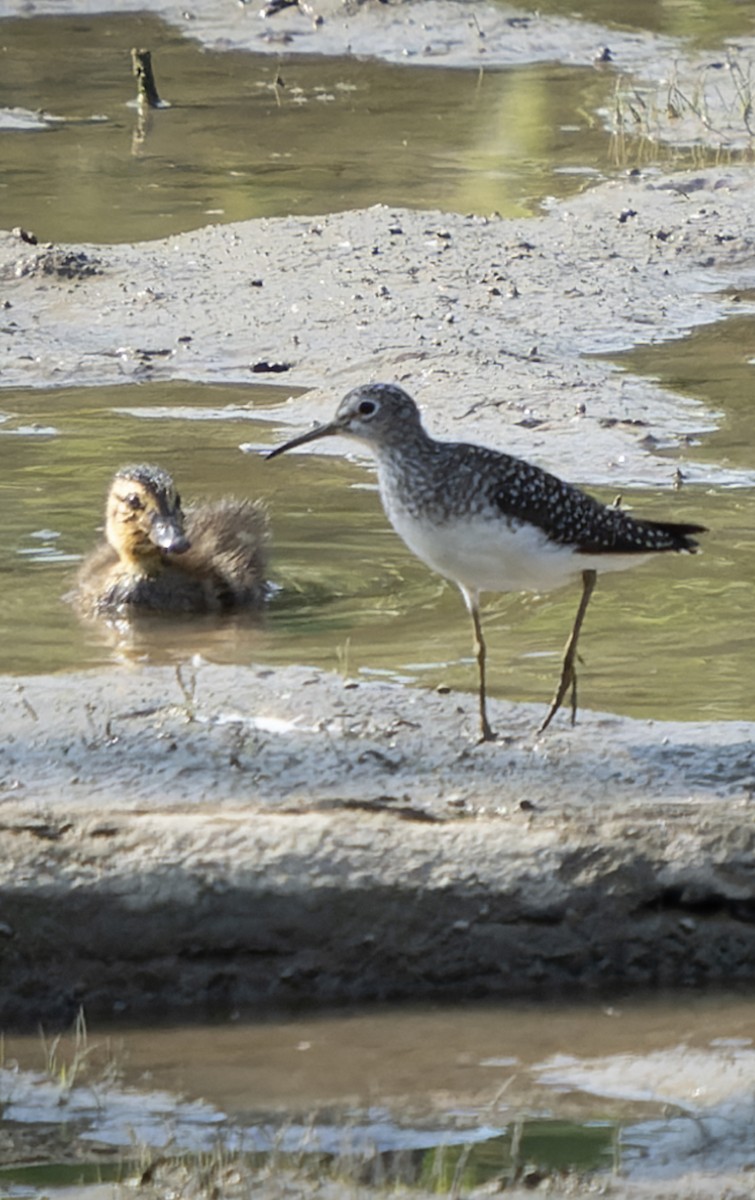 Solitary Sandpiper - ML583400891