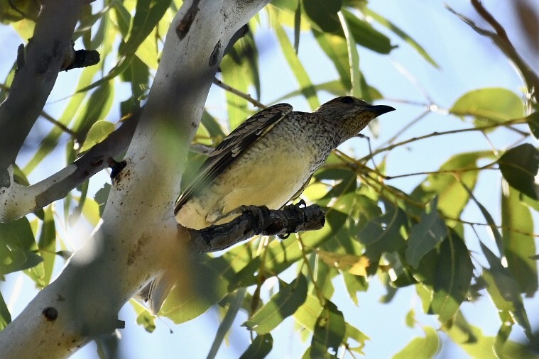 Spotted Bowerbird - Russell Waugh