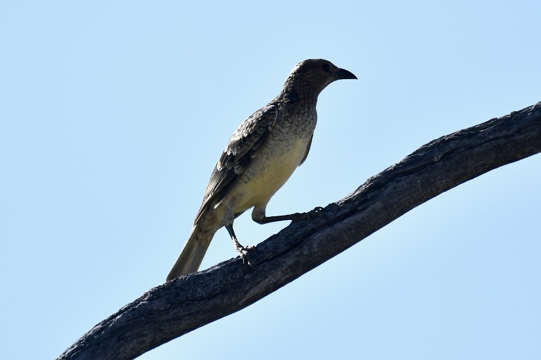 Spotted Bowerbird - ML583400981